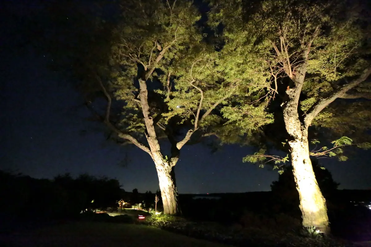 Specimen tree uplighting